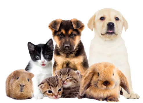 Best Pet Clinic Near me