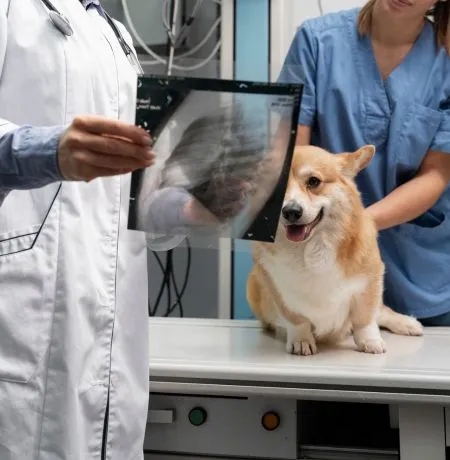 Pet Vet Clinic in Gopalganj