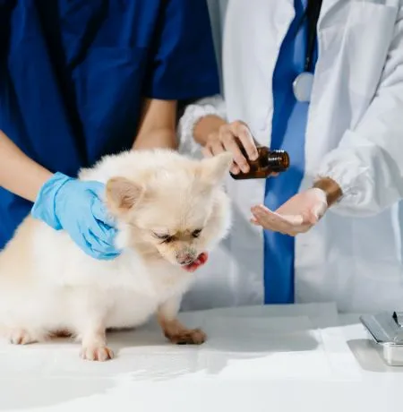 Best Veterinary Clinic in Gopalganj