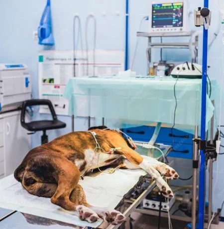 Pet Clinic in Gopalganj