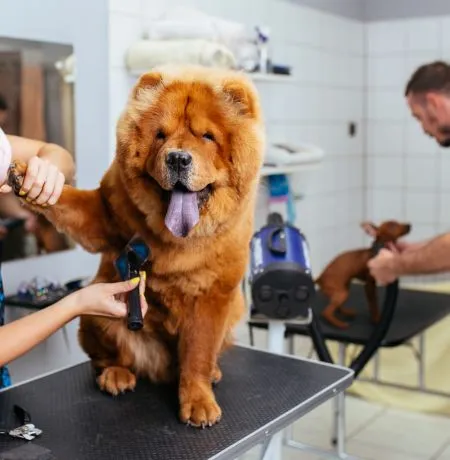 Vet Pet Clinic Gopalganj