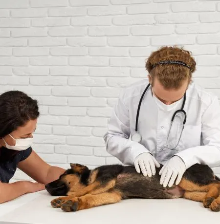 Pet Vet Clinic Gopalganj