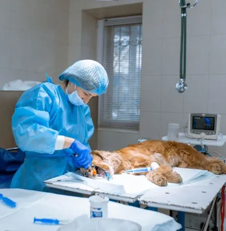 Vet Pet Clinic in Gopalganj