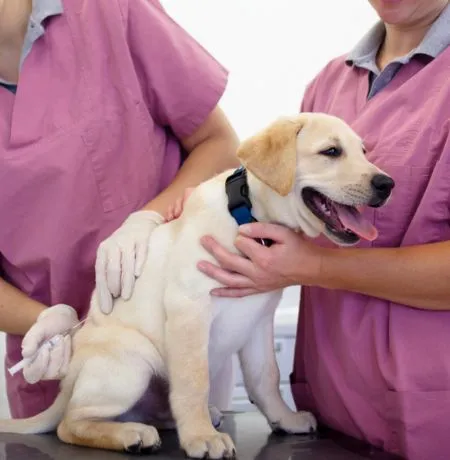 Top Veterinary Clinic in Gopalganj