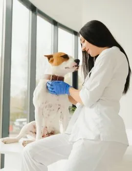 Best Pet Clinic Near me